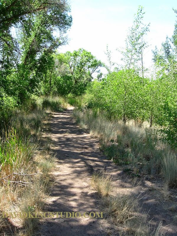 photograph path tree trail nature outdoors provo river