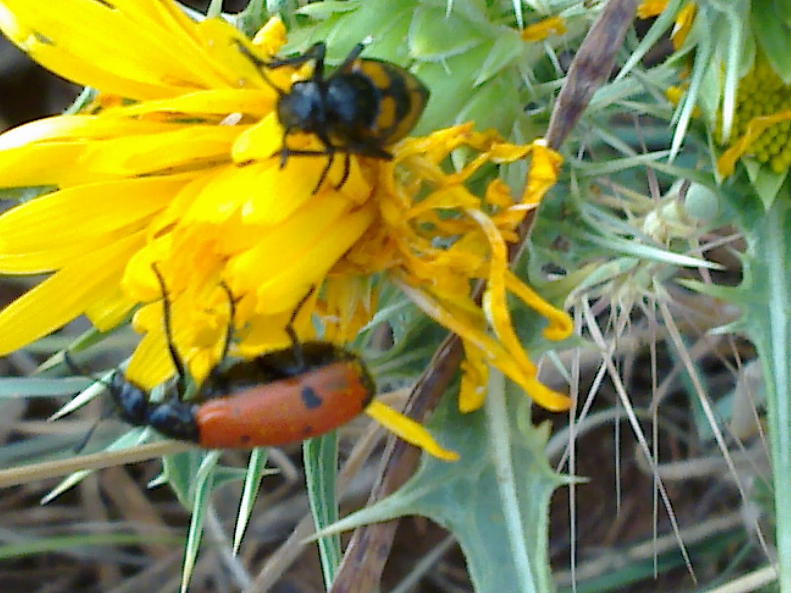 EN EL MONCAYO Mylabris variabilis