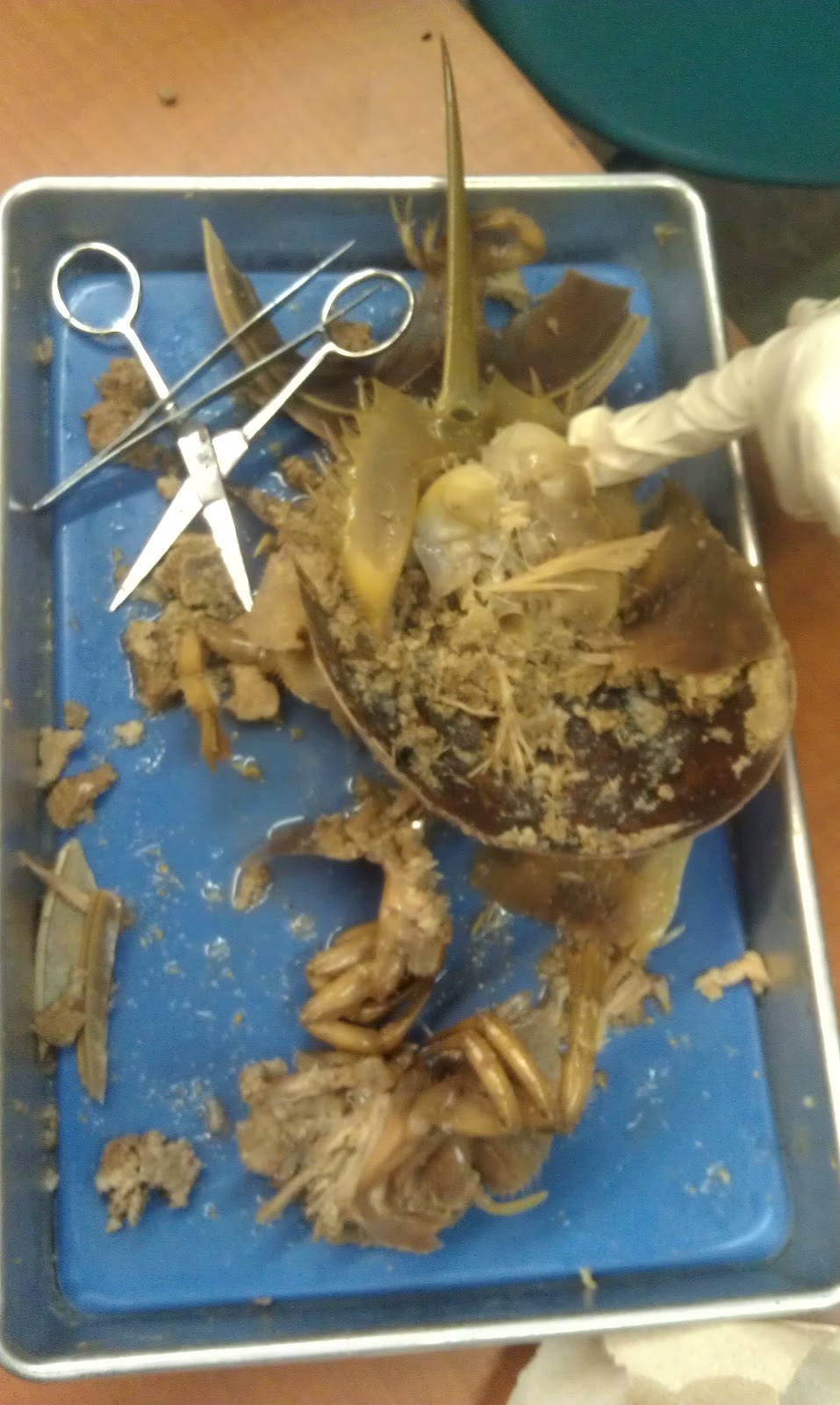 The Education Girlz Horseshoe Crab Dissection!