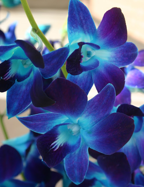 STEM-DYED ORCHIDS - A work of art made easy - Sowing the Seeds
