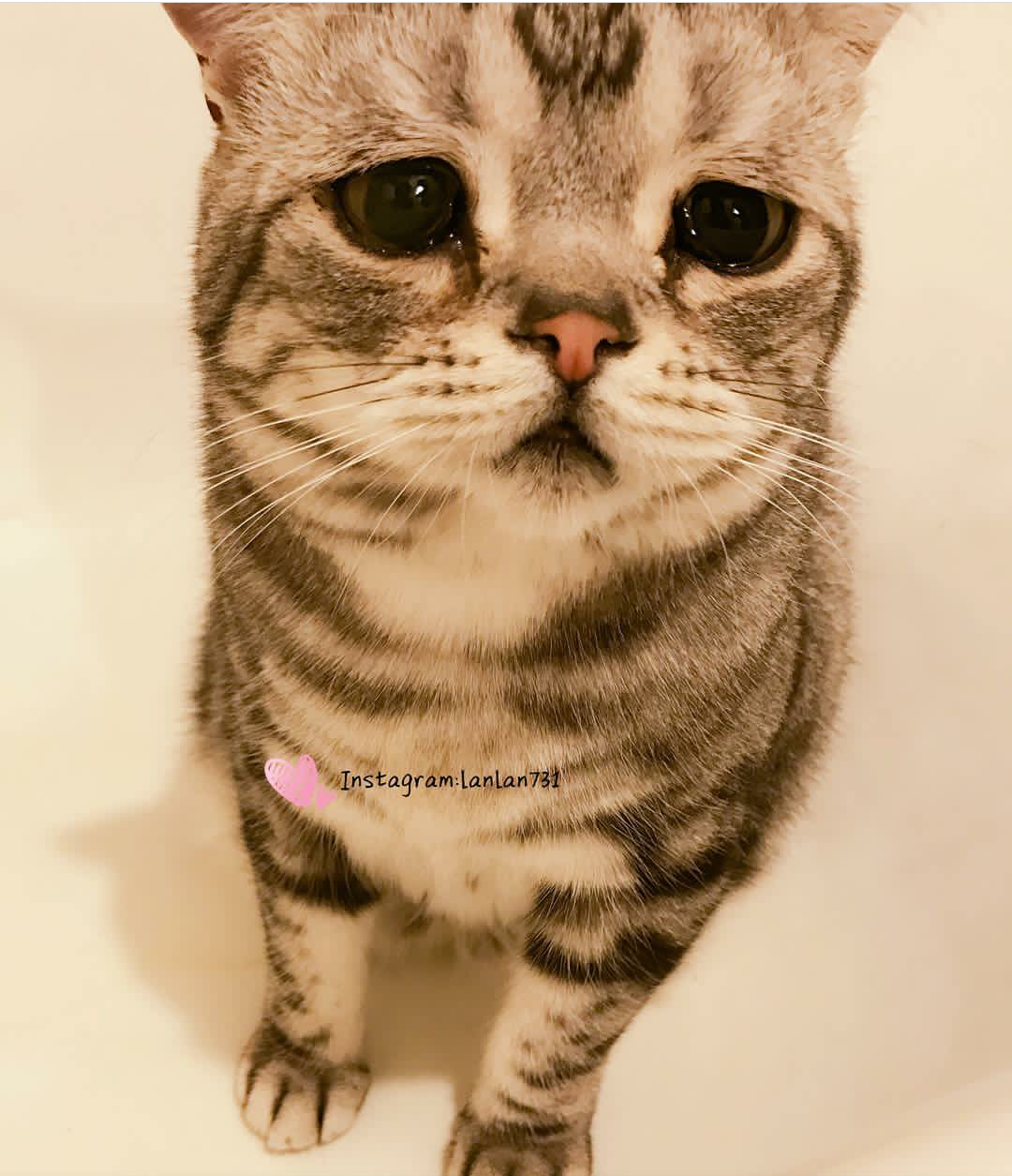 Masih Ingat Luhu Kucing Yang Bertampang Paling Menyedihkan Begini Kehidupannya Setelah Viral Retuwit
