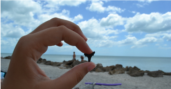 many lucky shark teeth was found on a beach in Venice, Florida many lucky shark teeth was found on a beach in Venice, Florida