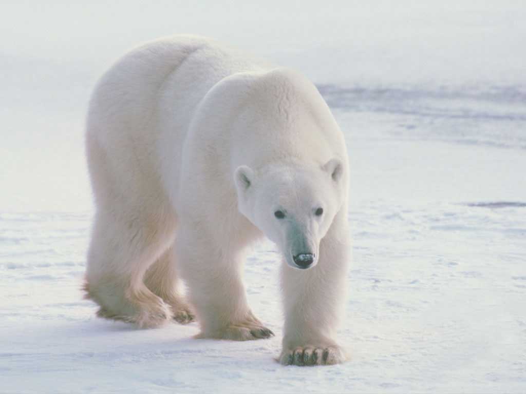 Polar+Bear+pictures.jpg