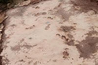 Icnitas del Arcosaurio. Icnitas del Arcosaurio.