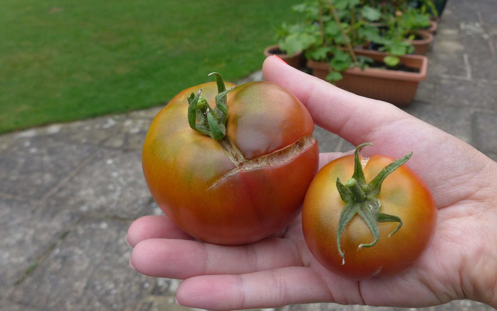 unusual tomato varieties