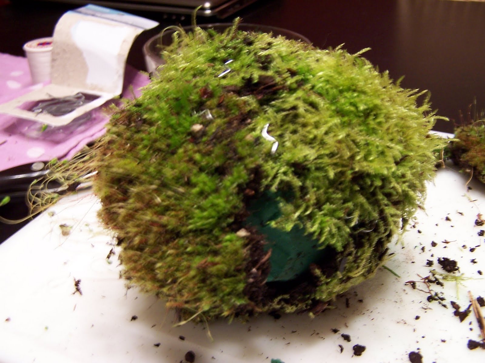 Living Moss Ball Tutorial Creative Green Living