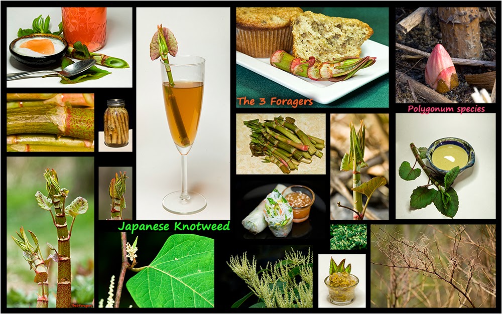 The 3 Foragers Foraging for Wild, Natural, Organic Food Japanese