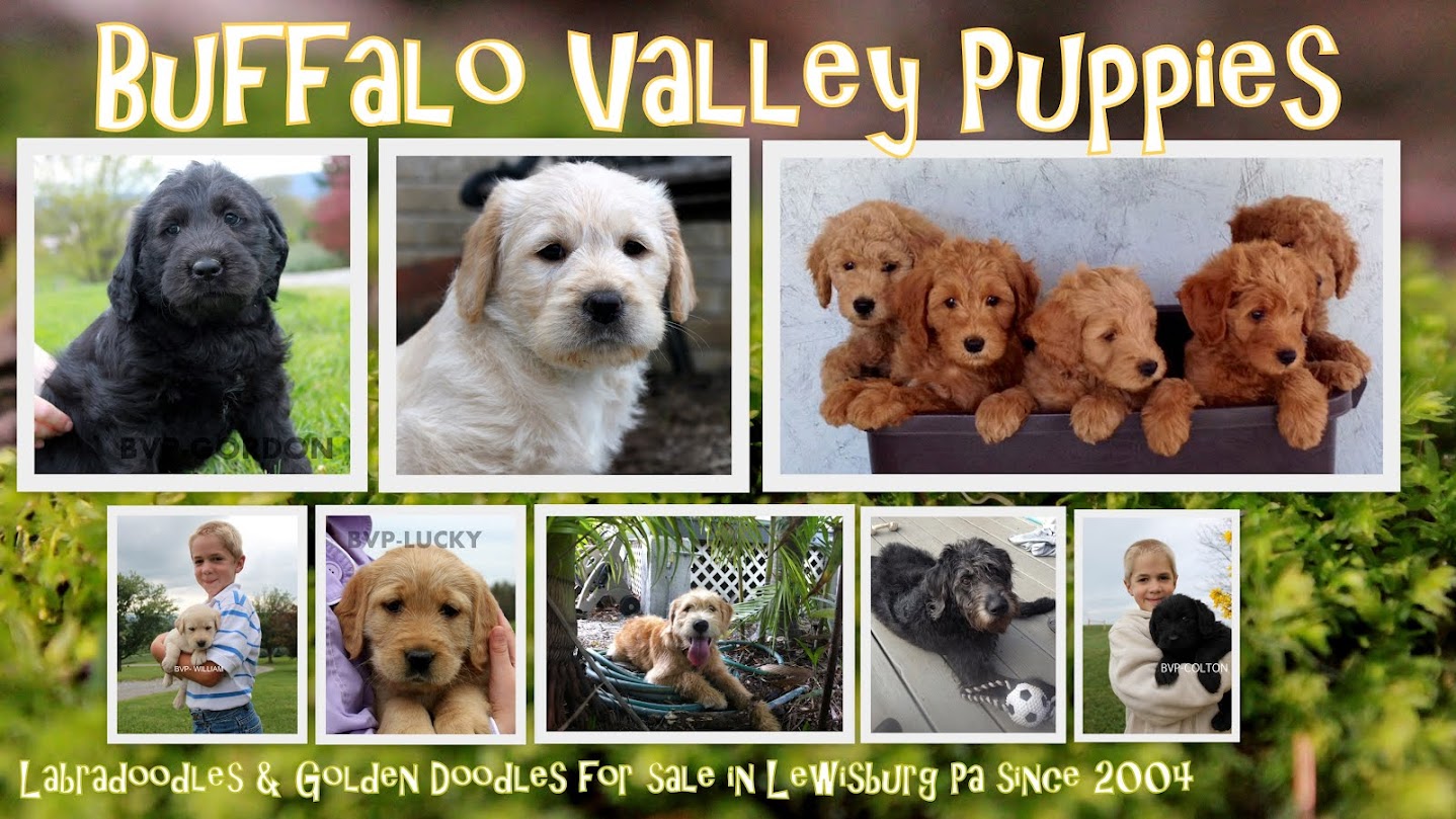 Buffalo Valley Puppies (Labradoodles and Goldendoodles)