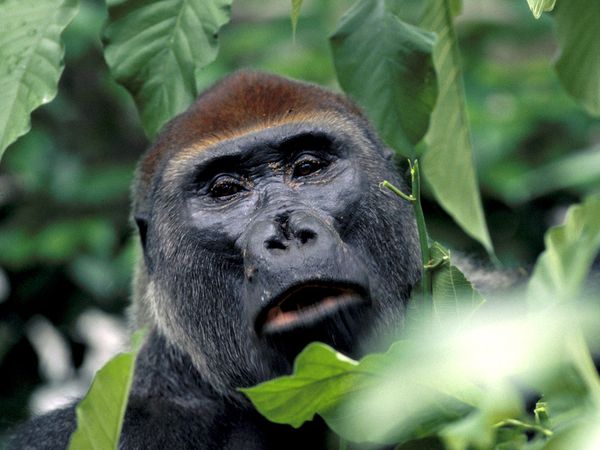 western lowland gorilla physical characteristics western lowland gorilla physical characteristics