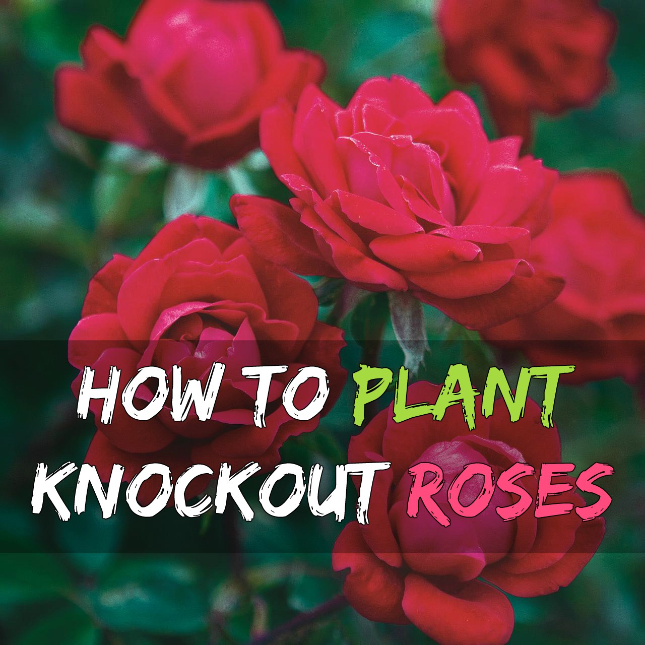 How to Plant Knockout Roses Grow Your Own Garden