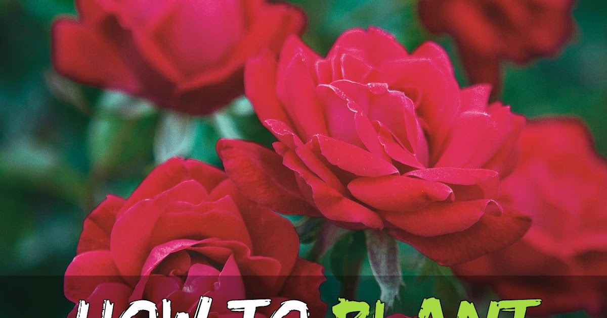 How to Plant Knockout Roses Grow Your Own Garden