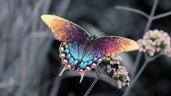 28+ Blue Butterfly Wallpaper For Pc Pics