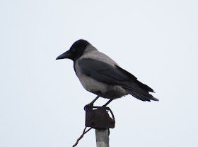 Hooded Crow - Holyhead, Anglesey