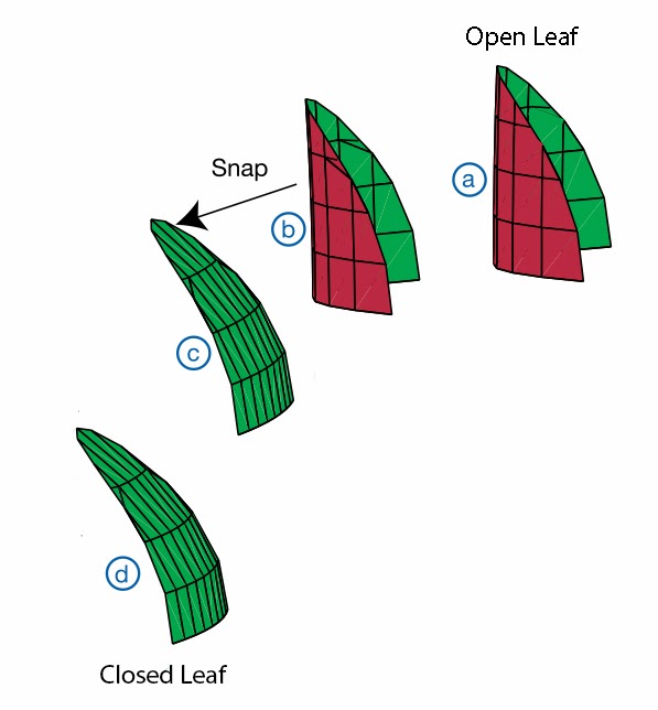 Cal Poly BIO 502 How does the Venus flytrap move without muscles