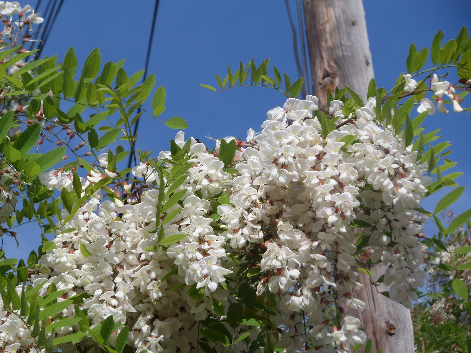 Flors blanques