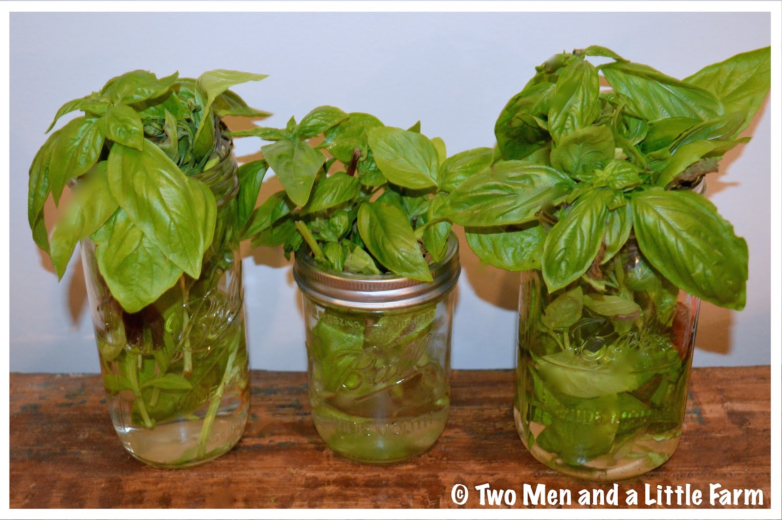 Two Men and a Little Farm CUT BASIL IN WATER