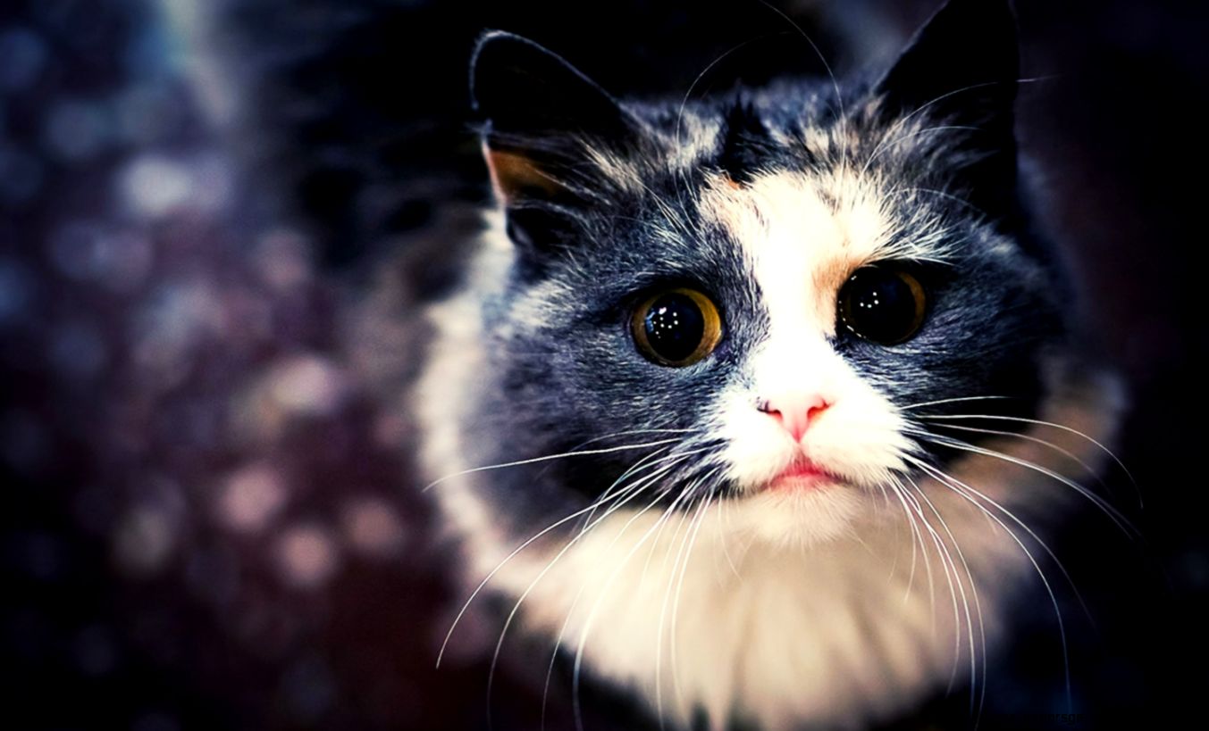 cat wallpaper tumblr 800c987b1