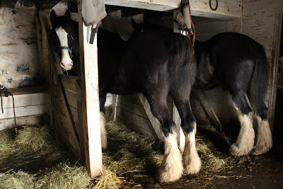 Draft horses in barn at Landis Valley Museum