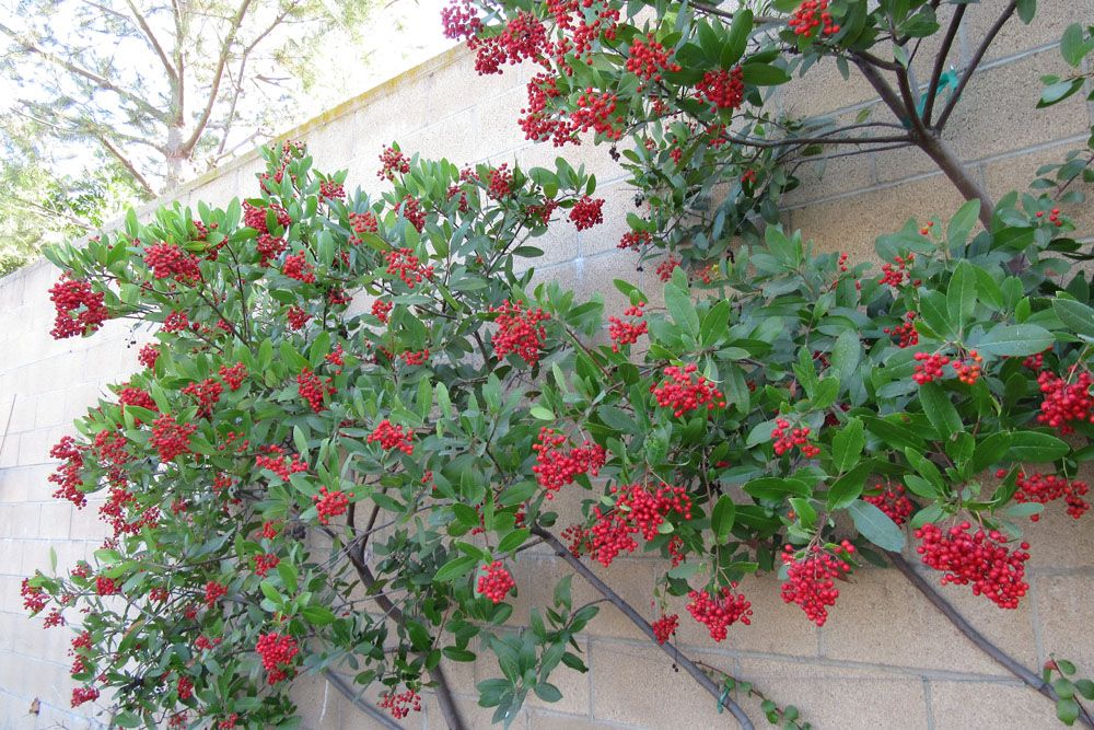 Why you should grow the native plant toyon in your garden - Los Angeles  Times