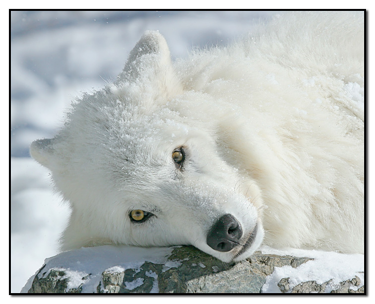 Wolf Photos Pictures Of Wolf - HD Animal Wallpapers