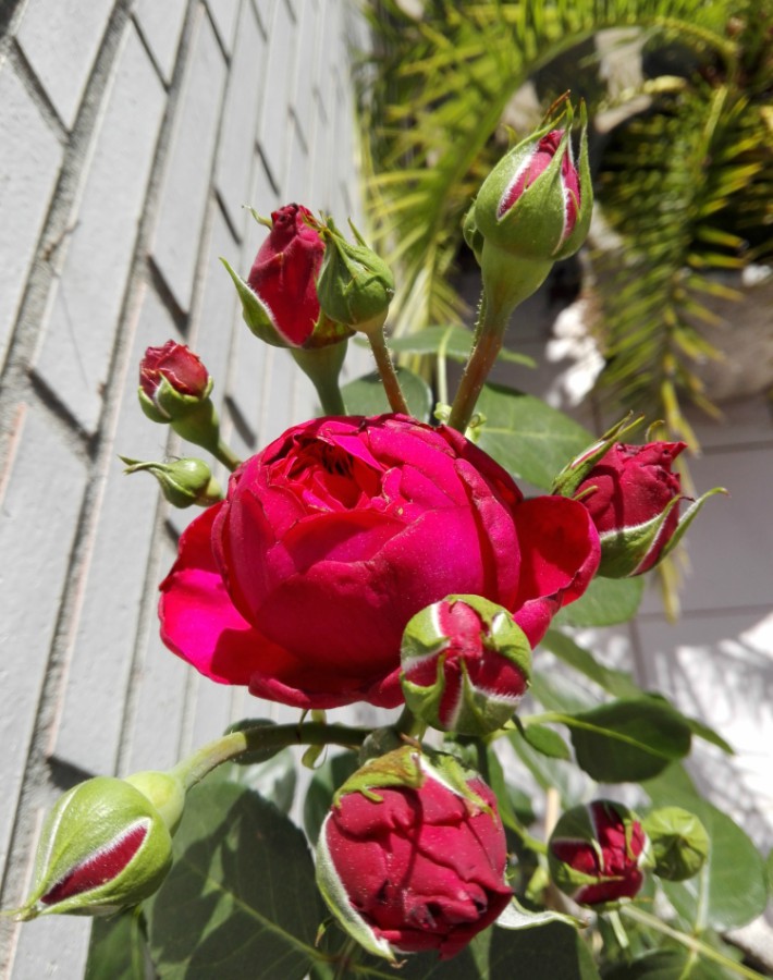 Todo lo que debes saber sobre los rosales