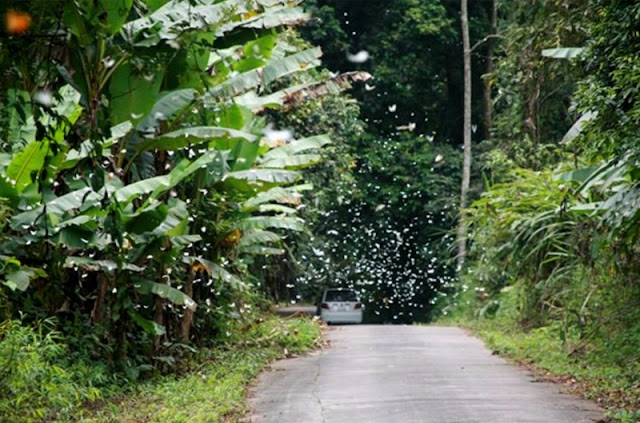 White butterfly flies in Cuc Phuong National Park