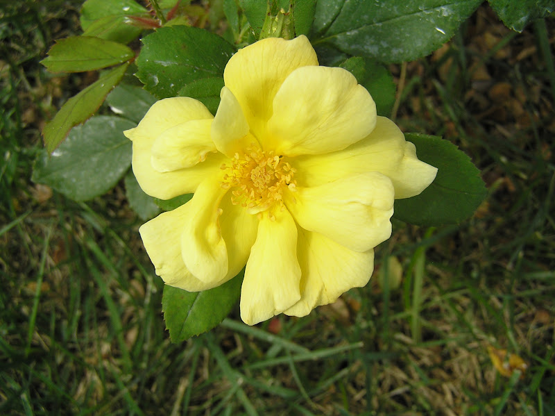 Images from our Life: Our Garden, September 2012