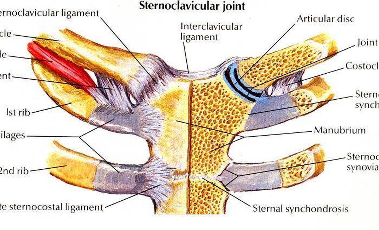 Sternoclavicular joint Medically