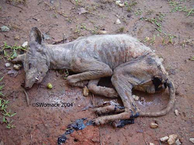 Inilah rupa sebenar chupacabra makhluk aneh penghisap darah kambing