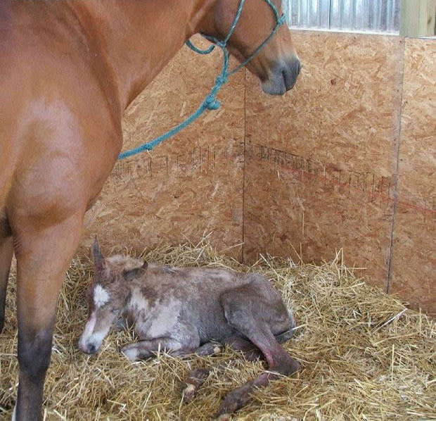 رحلة الى عالم الخيول منذ ولادتها