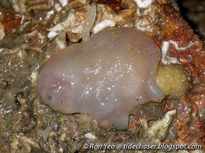 solitary sea squirt
