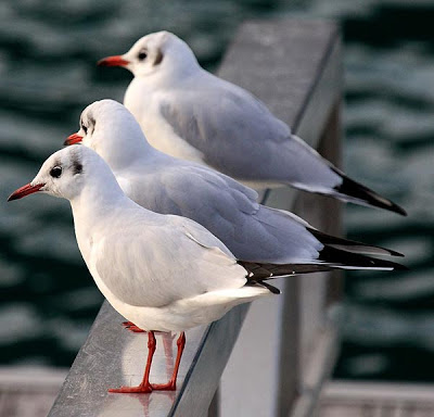 Gaviotas descansando