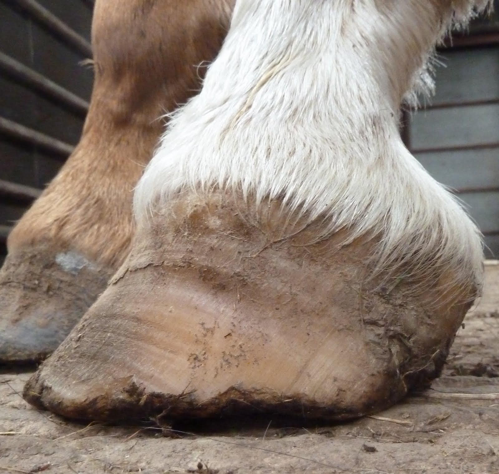 Rockley Farm Celery in practice, hoof balance and "The hooves are