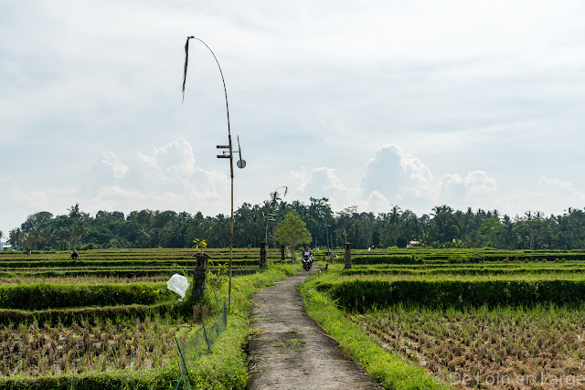 Rizières Kéliki - Ubud - Bali