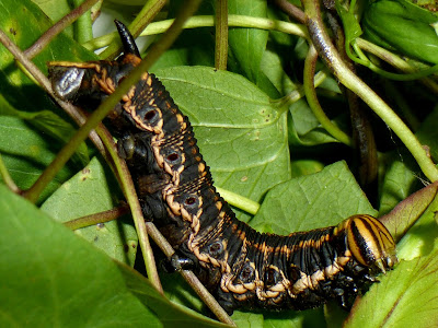 Agrius convolvuli caterpillar Agrius convolvuli caterpillar