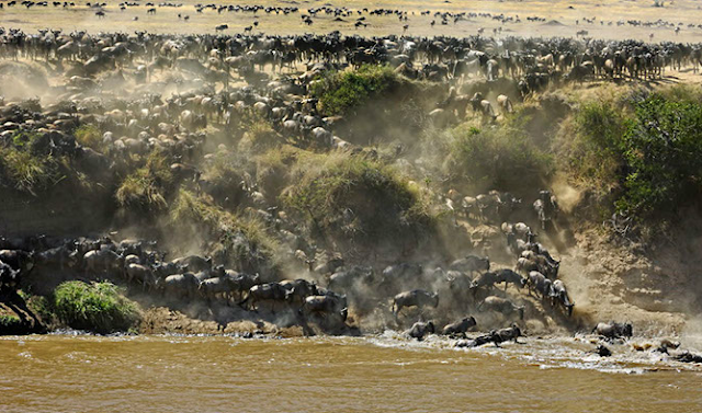 Fotosafari in Kenia. Safari miit Uwe Skrzypczak und D.M. Tours in der Masai Mara. 