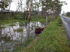 Angin Kencang Merobohkan Pohon dan Lahan Pertanian di Desa Purwodadi dan Karangtengah