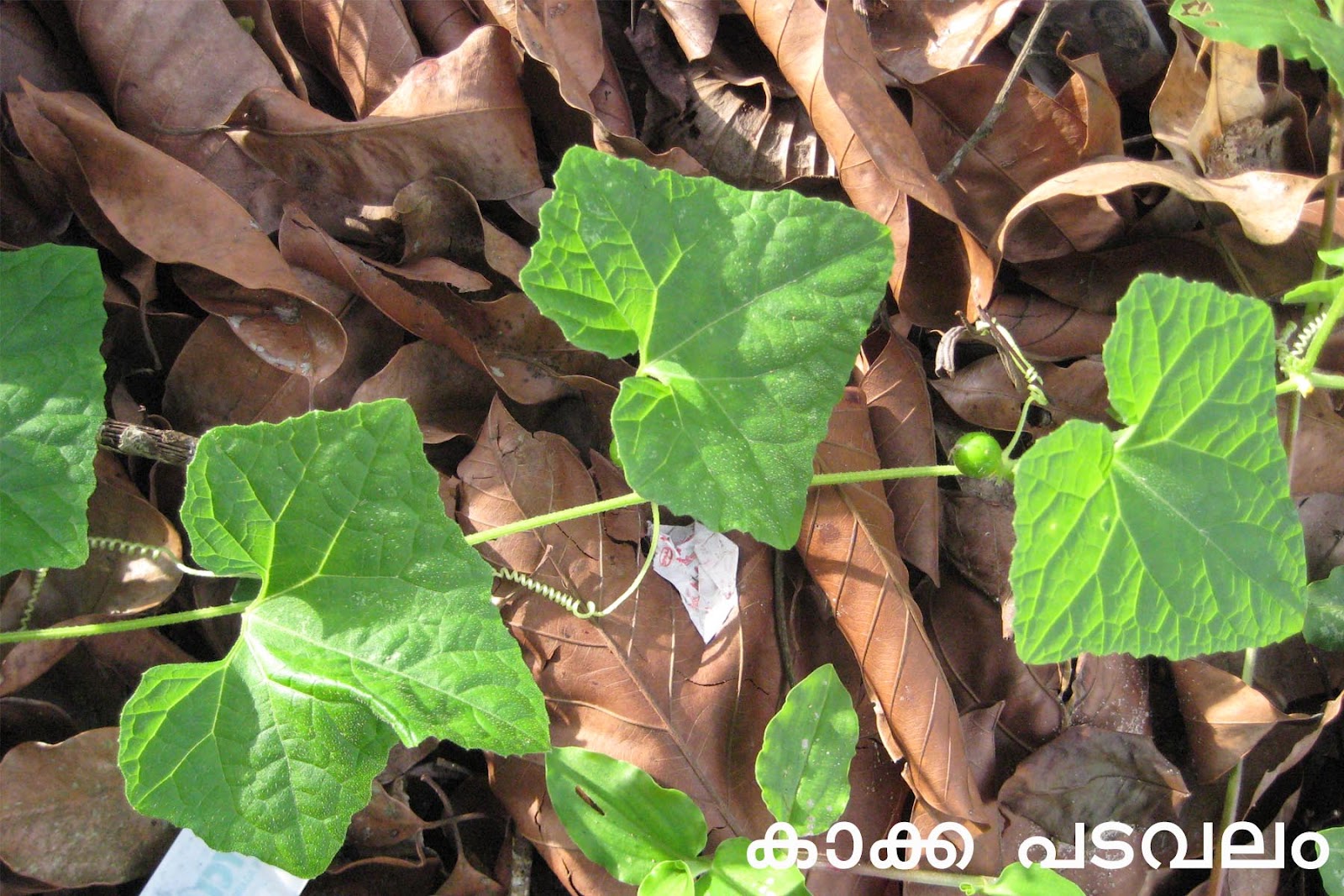 Ayurvedic Medicinal Plants in Kerala