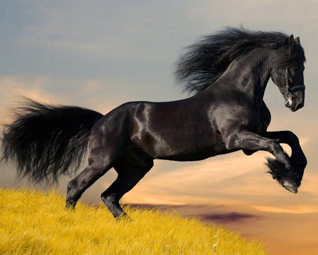 horse photo wallpaper free