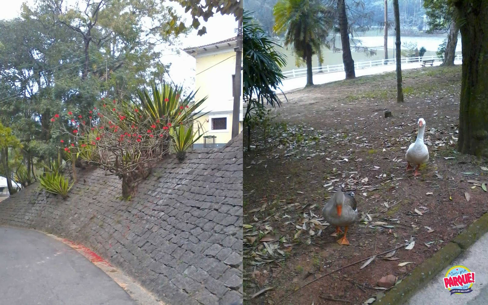 Horto Florestal de São Paulo