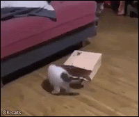 Funny cat GIF • Suddenly, kitty disappears in paper bag. "Damned, where'd he go?"