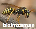 Arılar Nasıl Kovalanır Arı Kovalama Yöntemi arılara çözüm
