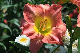 daylilies