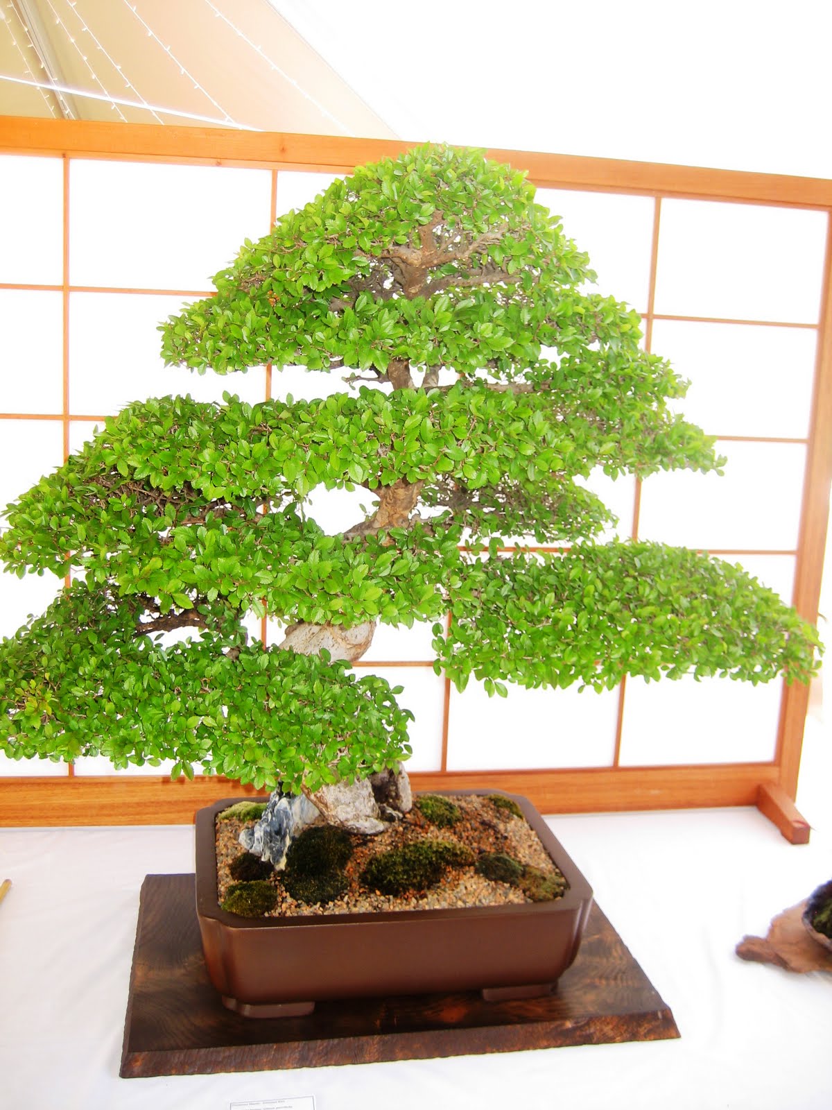 The is Chewing Gum for the Eyes Bonsai Bonanza