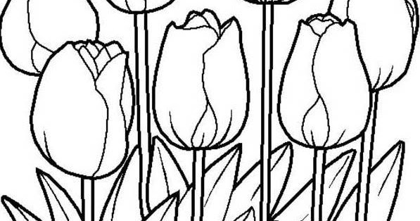 mewarnai gambar bunga lily