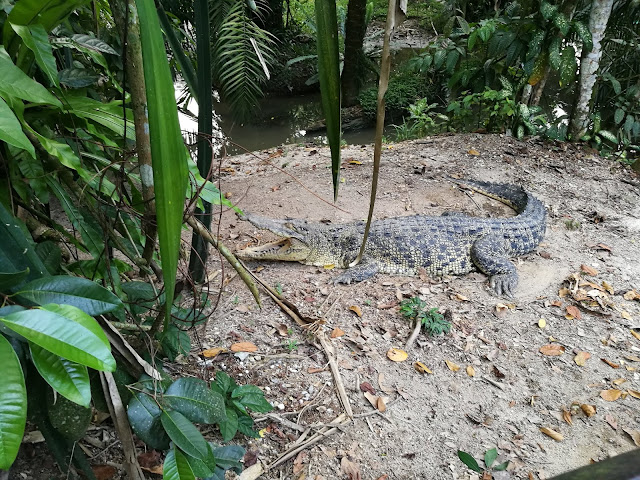 mbb zoo taiping night safari perak malaysia animals