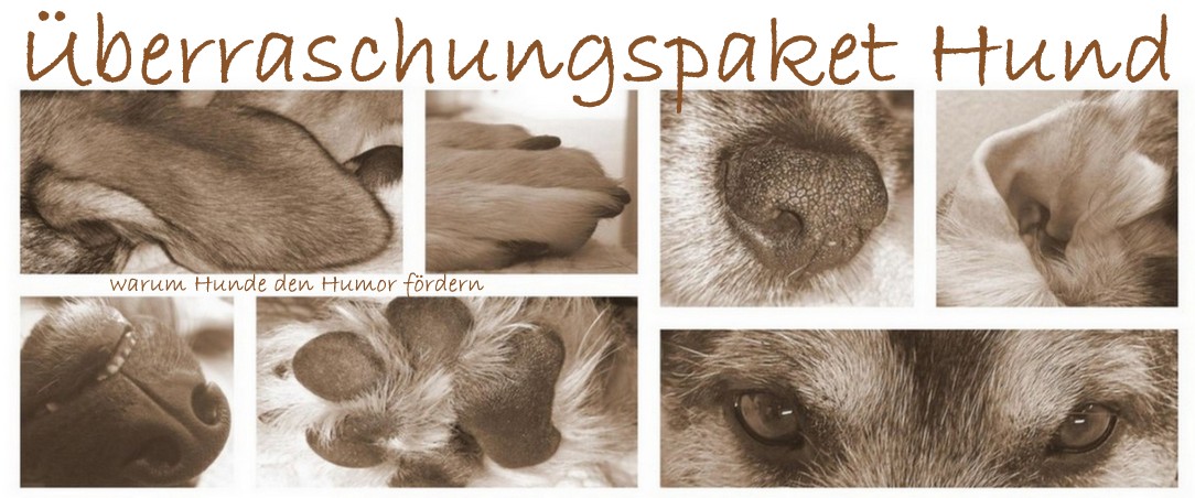 Überraschungspaket Hund - ein Hundeblog der zeigt, wie unterschiedlich Hunde doch sind