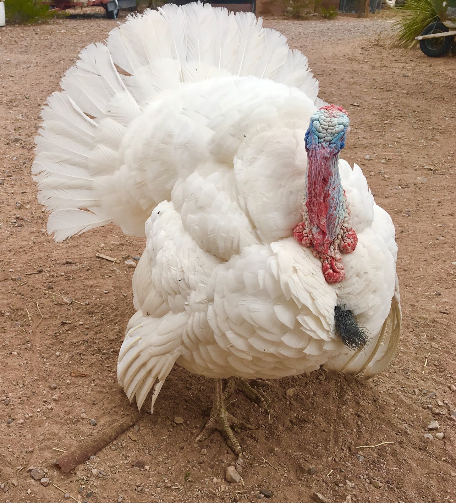 The Daily Rant Talking To The Toms