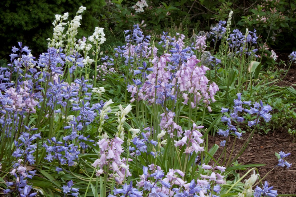 Prayer Gardeners blog The Lovely Wood Hyacinth Joy or Disappointment?