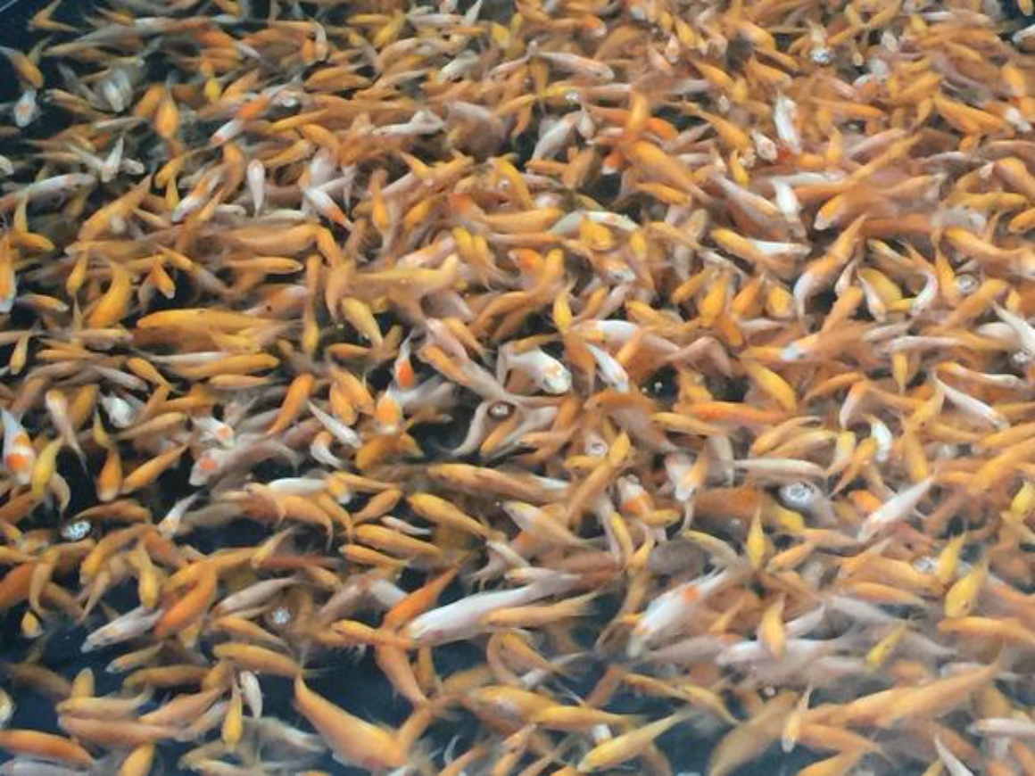 Featured Koi Fry For Sale Adam Byer Koi